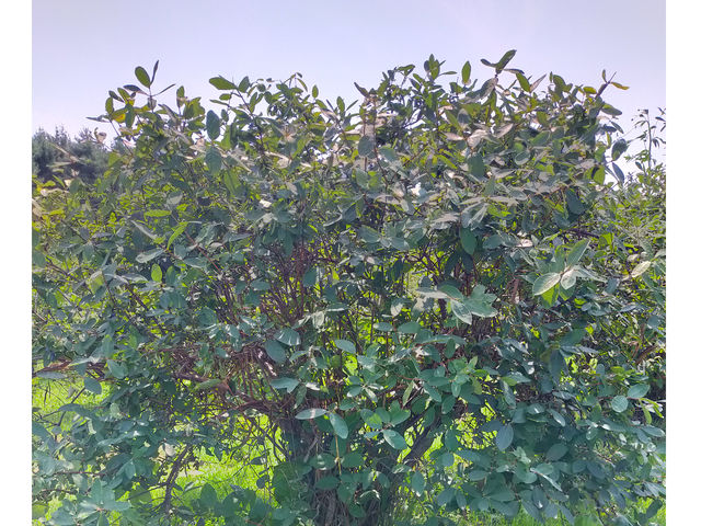 �n�X�J�b�v�̖�_���R�͔|�������`�_��