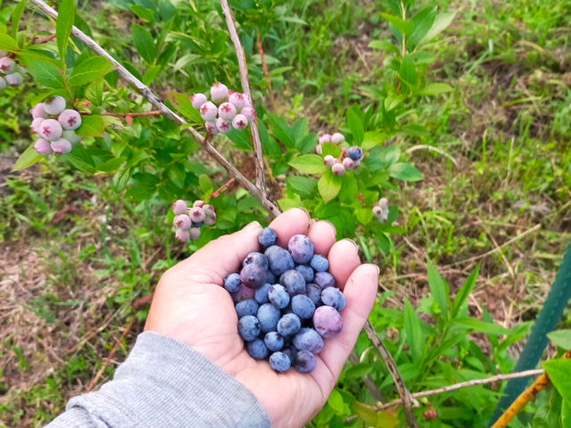 �s���N ���炾�񂾂񎇐F��
�u���[�x���[�@7��
_���R�͔|�������`�_��