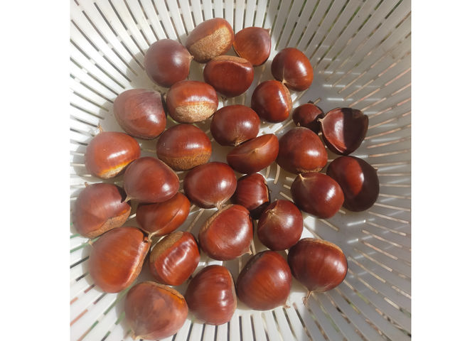 �I�Ђ낢_���R�͔|�������`�_��