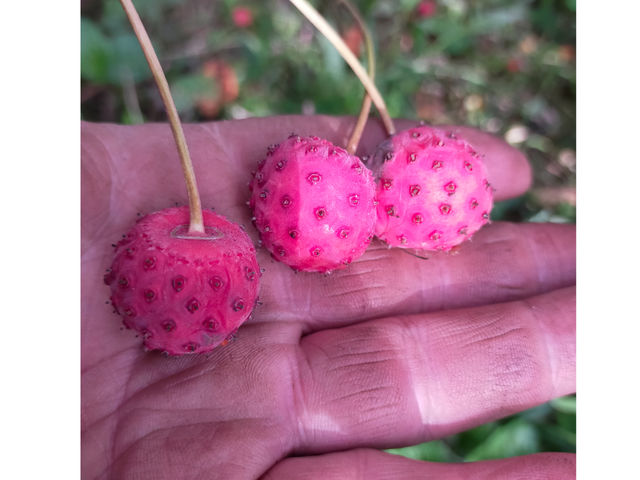 �Â����}�{�E�V�̎�_���R�͔|�������`�_��