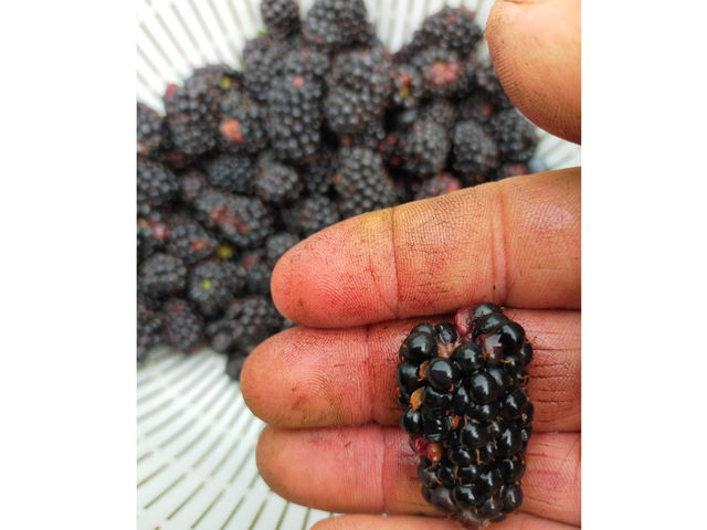 ���R�͔|�������`�_��