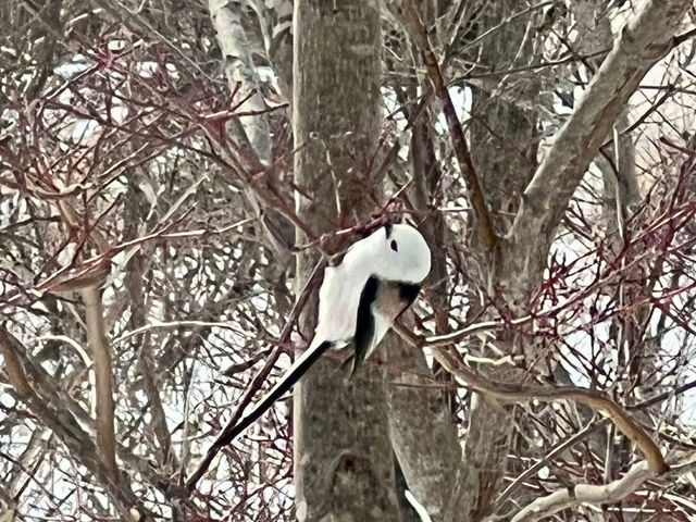 �{�i�[�t�B��shop�̒�ɓ~�ɂȂ�ƃV�}�G�i�K�����܂�_Bonheur Fil