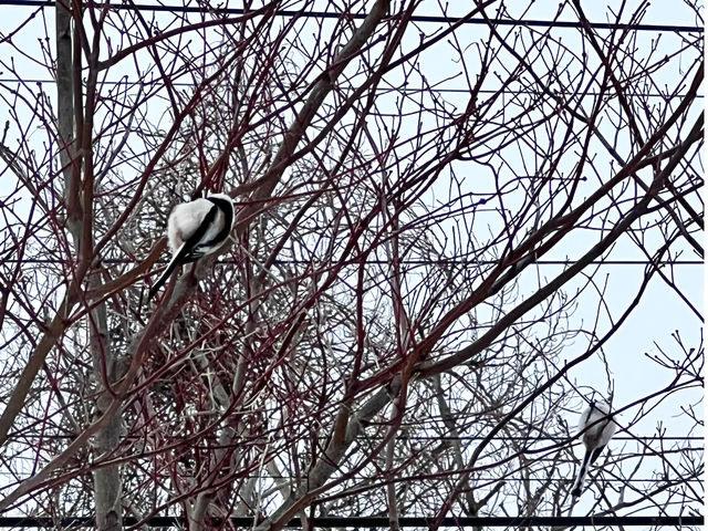 10�H���炢�̌Q��ŗ��邱�Ƃ������ł�
�^���ǂ���Ίԋ߂ŃV�}�G�i�K�ɏo��邩������܂���_Bonheur Fil