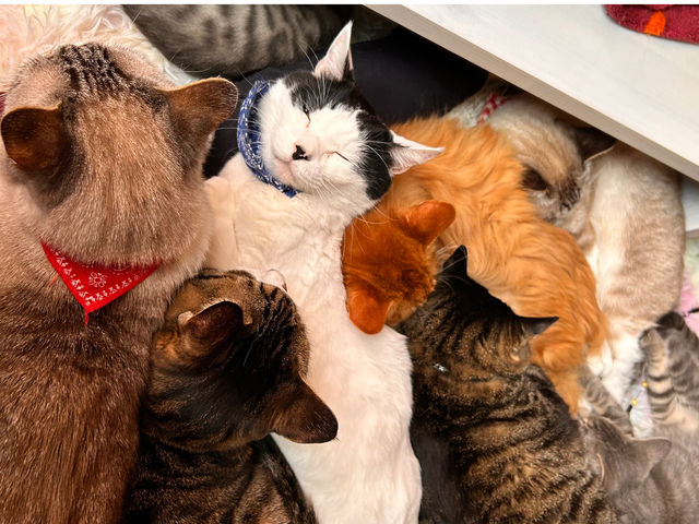 ����u�˂����񂲁v�˂����m���Ƃ��Ă����ǂ��B����������͂��G�̏�ƊԂɋl�܂��Ă܂��I���q�l���L�܂݂�ɂȂ�܂����_�ی�L�J�t�F�@�ʓ@�˂����݂Ȃ݉�