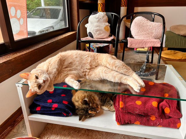 �x���S�[���Ȃ̂Ŗ{�C�ŐQ����S�����Ƃ��Ă܂���
����܂�(��)�Ƃ͂��_�ی�L�J�t�F�@�ʓ@�˂����݂Ȃ݉�