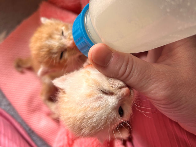 ���쌧���̃{�����e�B�A�A�ی����ƘA�g���A�q�L�̗a���莔��A���ÁA�쒎�A�l���g���[�j���O�����Ă��痢�e��]�҂���ɏ��n���Ă��܂��B�l�������Ď����₷���ł���B_�ی�L�J�t�F�@�ʓ@�˂����݂Ȃ݉�