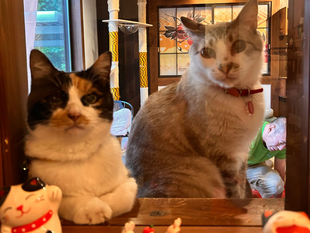 ���։��̑��ł��o�}�����邫��(��)�ƁA�܂��_�ی�L�J�t�F�@�ʓ@�˂����݂Ȃ݉�