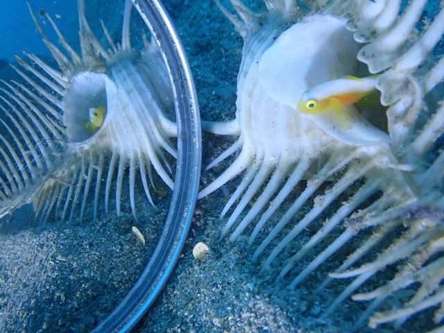 Scuba Diving Salon mardiving