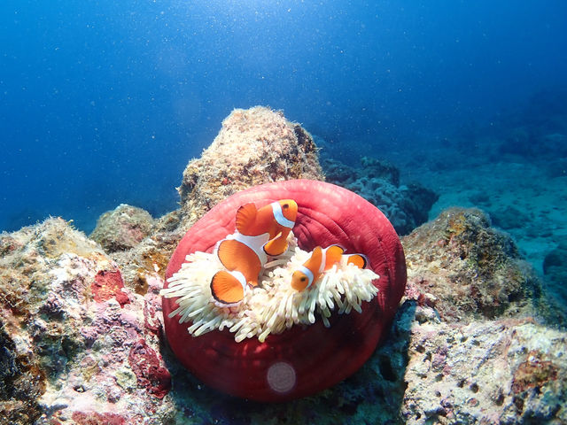 �@�t�H�g�h�_�C�o�[�̃��N�G�X�g����t���I_Scuba Diving Salon mardiving