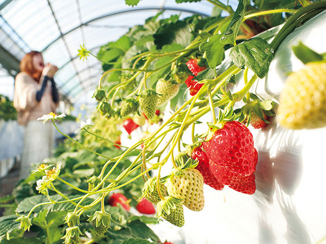 �R���̎��R���j�̌��@�Z���X�E�I�u�E�����_�[�R��