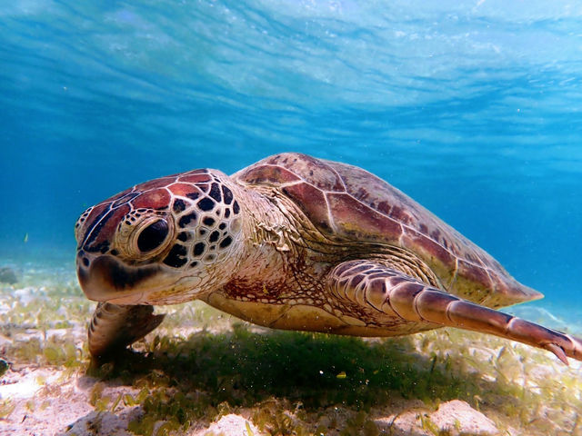 �E�~�K��������ł���_�n�[�~�b�g�N���u