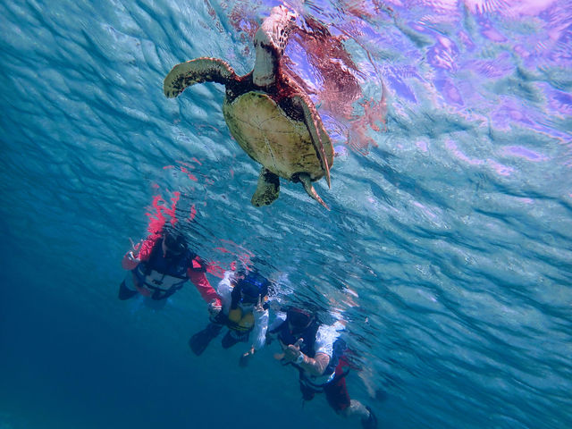 ���p����_�n�[�~�b�g�N���u