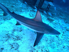 Scuba Diving Salon mardiving�̎ʐ^1