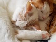 LJtF@Meow@Land̎ʐ^3