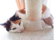 LJtF@Meow@Land̎ʐ^2