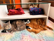 �ی�L�J�t�F�@�ʓ@�˂����݂Ȃ݉Ƃ̎ʐ^2