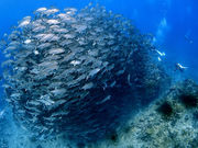 Scuba Diving Salon mardiving�̎ʐ^3