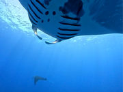 Scuba Diving Salon mardiving�̎ʐ^4