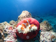 Scuba Diving Salon mardiving�̎ʐ^2