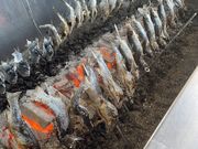 ���t�B�b�V���O�v���U�̎ʐ^2