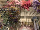 Forestcat_mini tHXgLbg~j̎ʐ^3