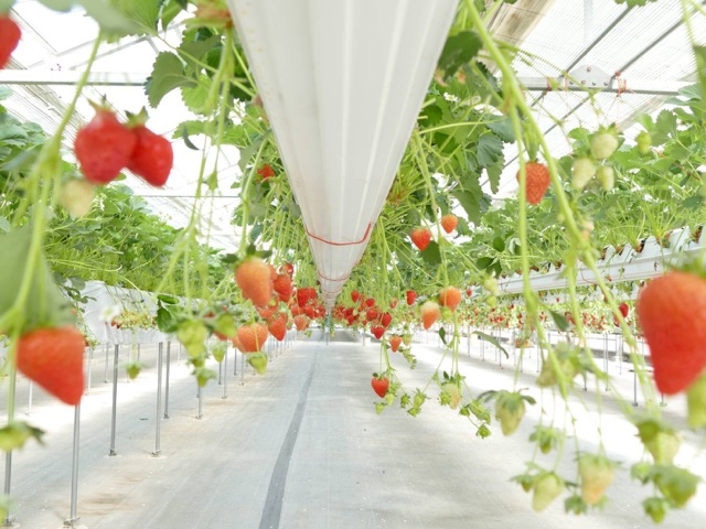 ����ӂ�[��