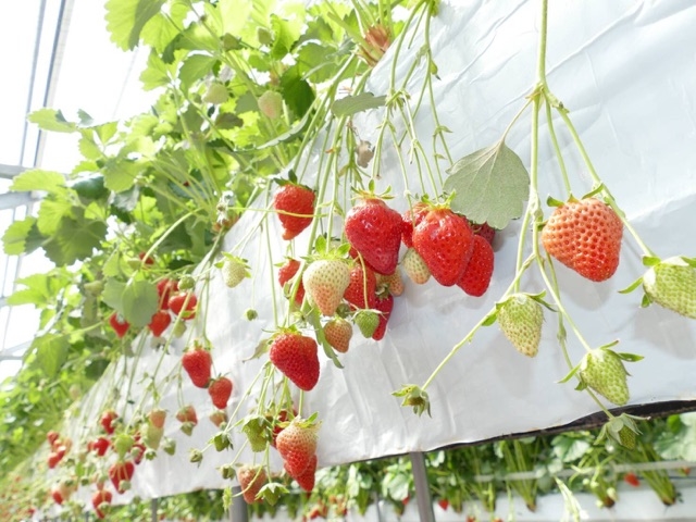 ����ӂ�[��