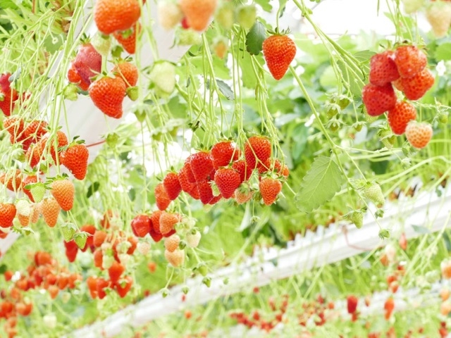 ����ӂ�[��