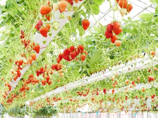 ����ӂ�[��