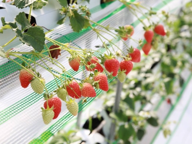 ����ӂ�[��