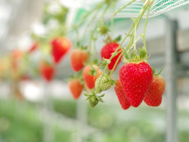 ����ӂ�[��