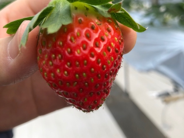 ����ӂ�[��