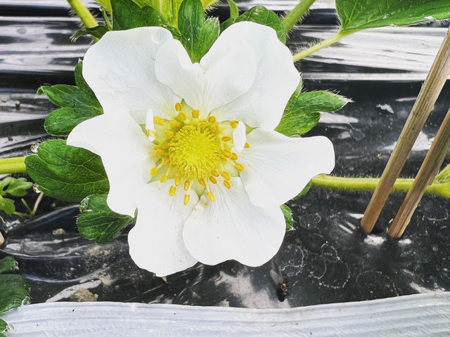 �������t�@�[�������