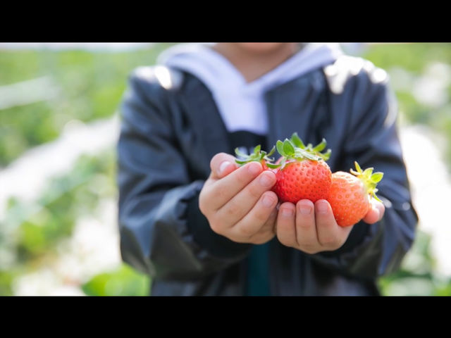 �̂��ĐH�ׂ�y�����Ɗw�т̑̌��I_�������t�@�[�������