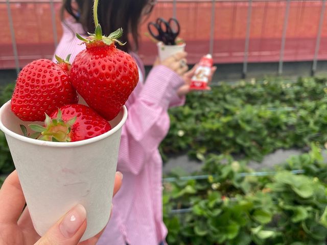 �Ԃ��C�`�S���J�b�v�ɂ����ς���_�������t�@�[�������