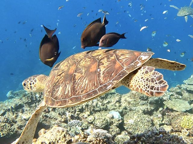 ���E�~�K���Ɖj���V���m�[�P�����O�c�A�[���͑�����100���I�̓��A�c�A�[�ƂȂ�ԑ�l�C�c�A�[_�����l�C�`���[�K�C�h�E�V���m�[�P�����O�E�J�k�[�E�i�C�g�c�A�[