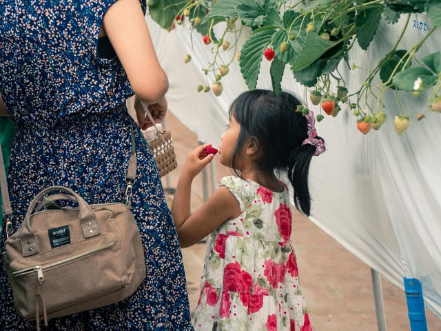 Mt�DBerry�@������