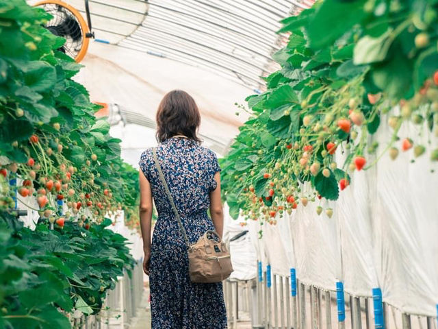 Mt�DBerry�@������