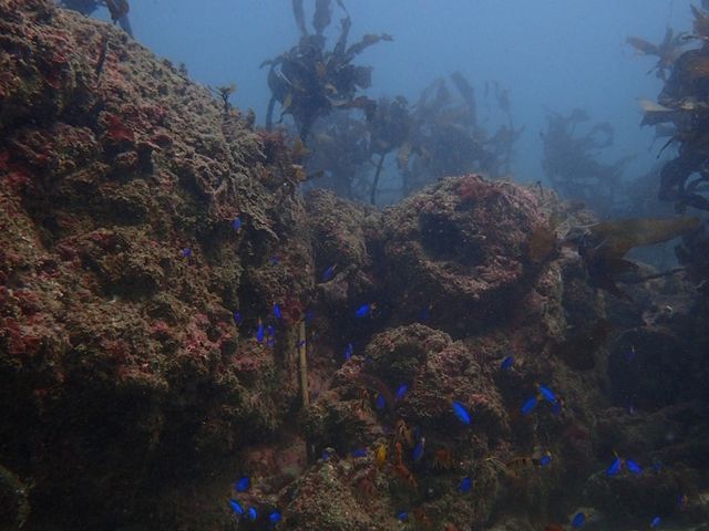 ���u�E�A���n�E�V�[