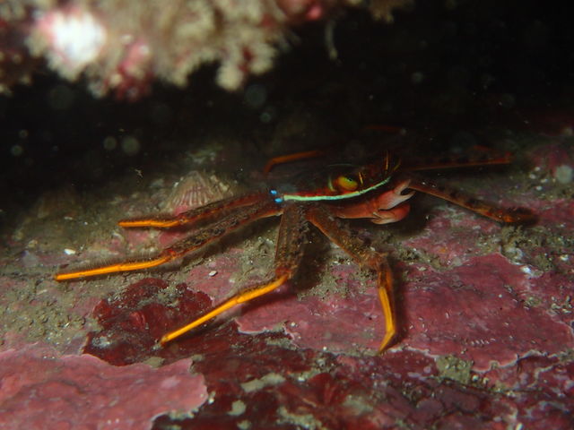 ���u�E�A���n�E�V�[