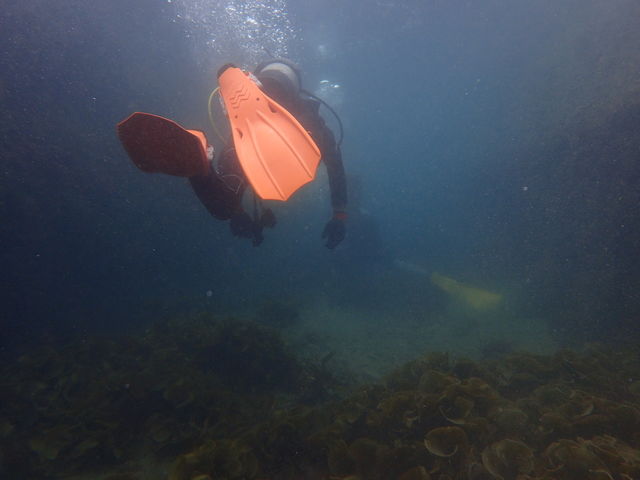 ���u�E�A���n�E�V�[