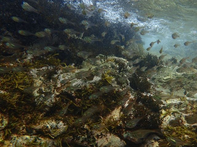 ���u�E�A���n�E�V�[