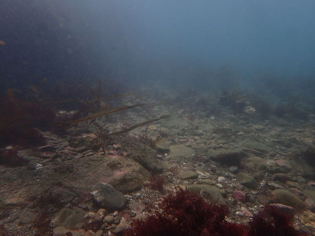 ���u�E�A���n�E�V�[