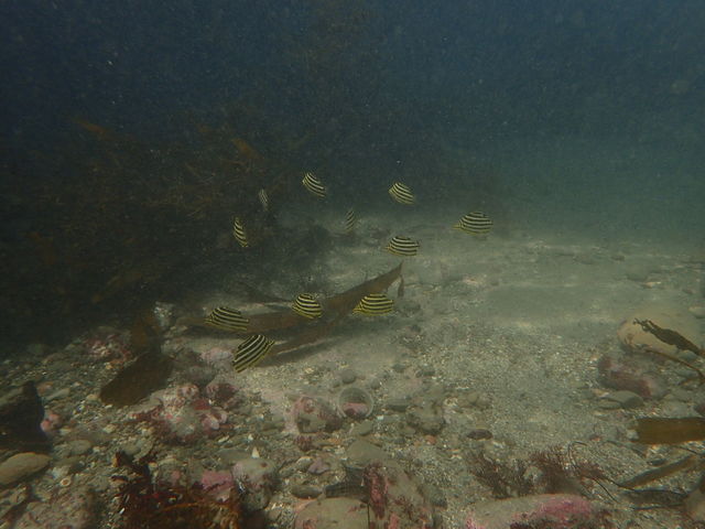 ���u�E�A���n�E�V�[