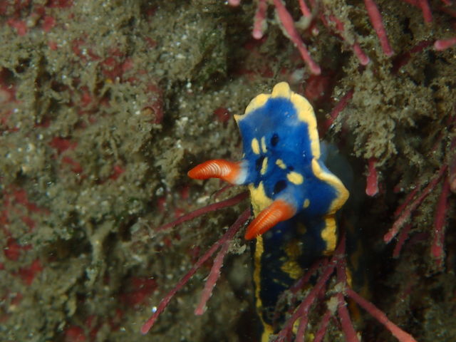 ���u�E�A���n�E�V�[