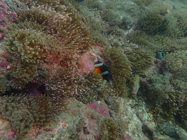 ���u�E�A���n�E�V�[