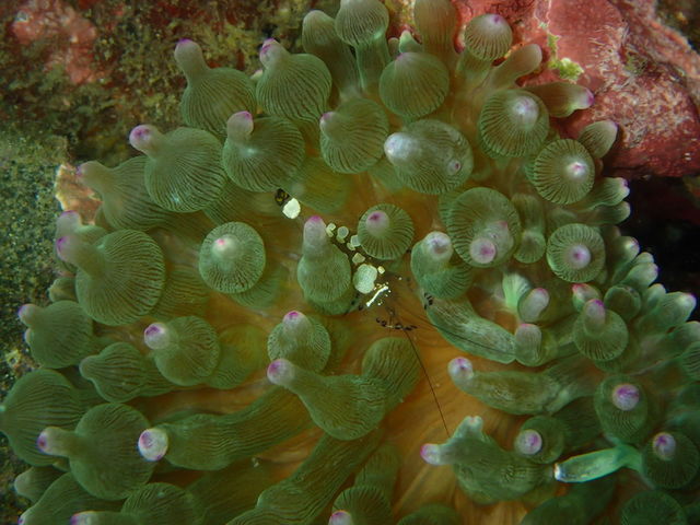 ���u�E�A���n�E�V�[