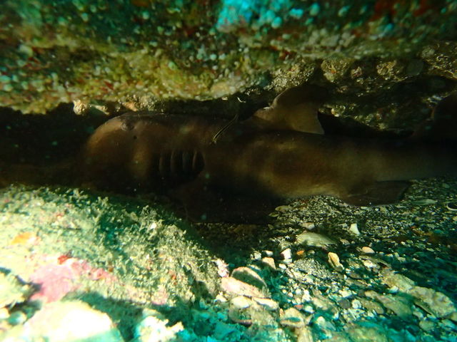 ���u�E�A���n�E�V�[