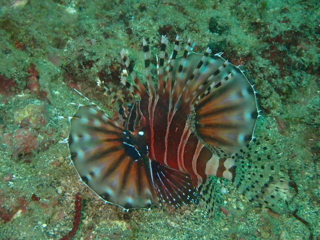 ���u�E�A���n�E�V�[