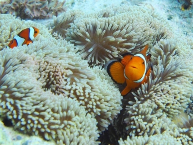 �_�C�r���OCRAB